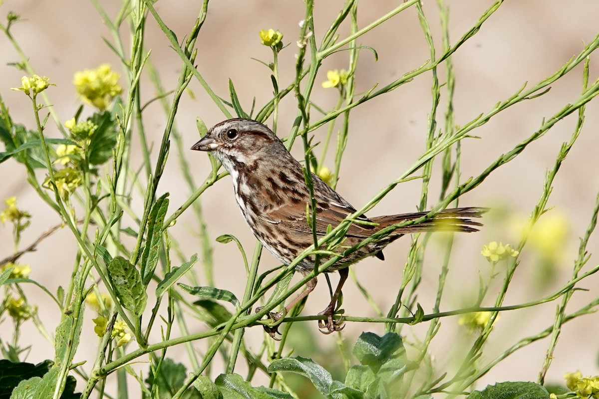 Song Sparrow - Steve Neely