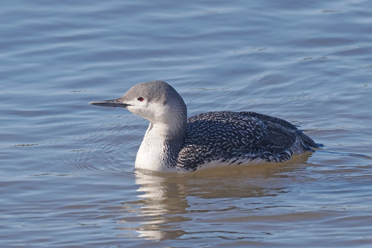 Red-throated Loon - ML615408030