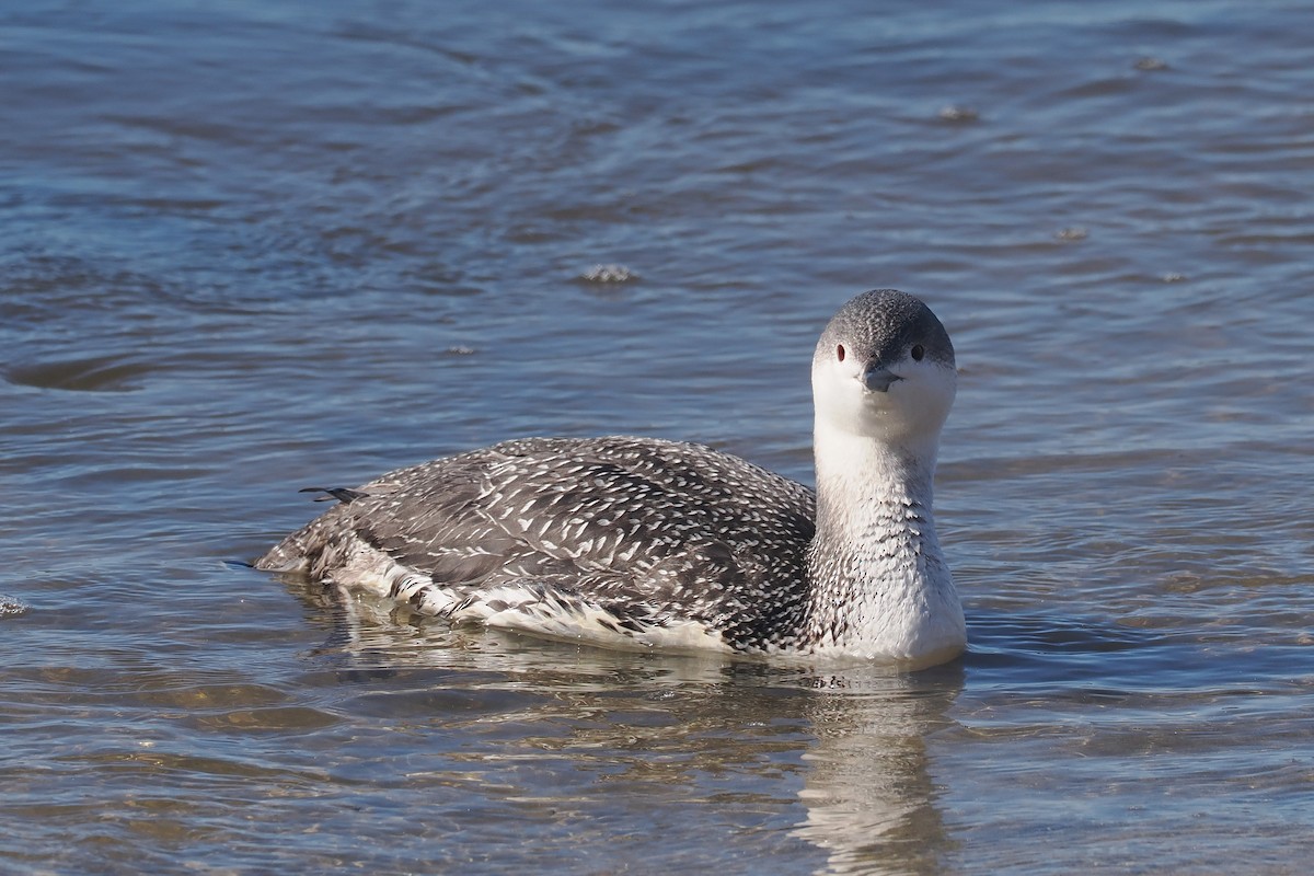 Red-throated Loon - ML615408032