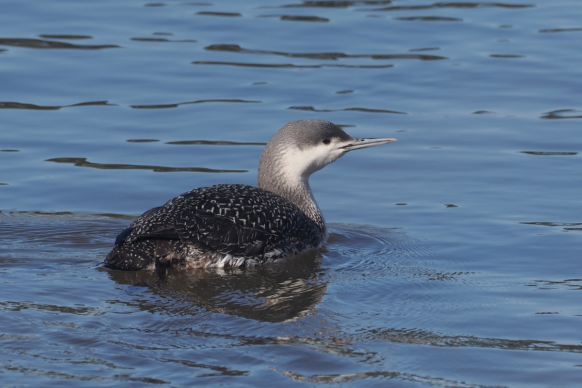 Red-throated Loon - ML615408033
