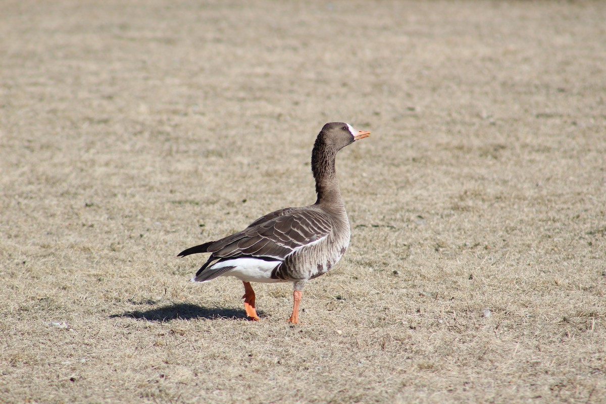 Greater White-fronted Goose - ML615408034