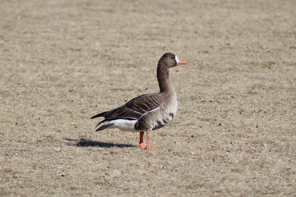 Greater White-fronted Goose - ML615408035