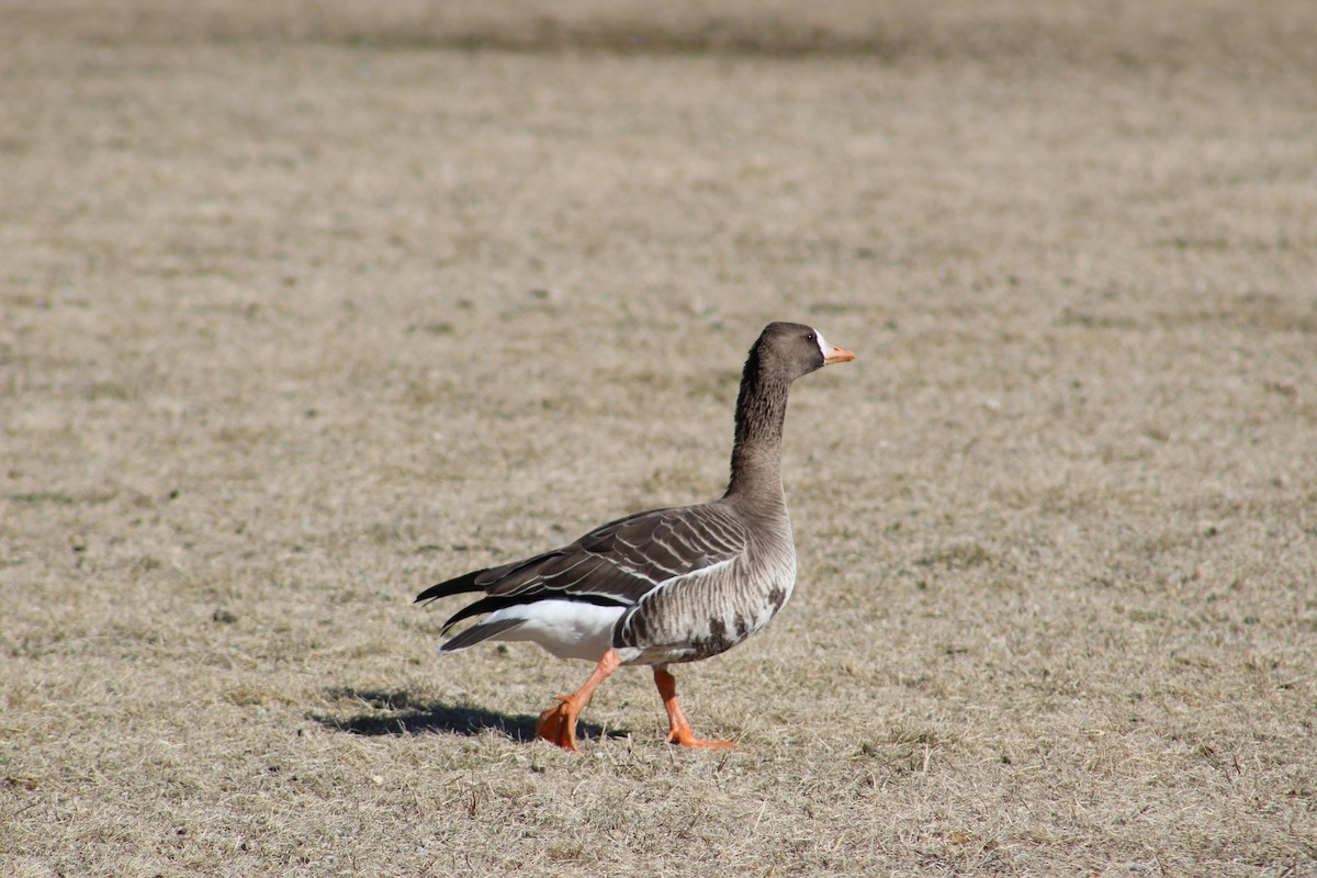 Greater White-fronted Goose - ML615408036