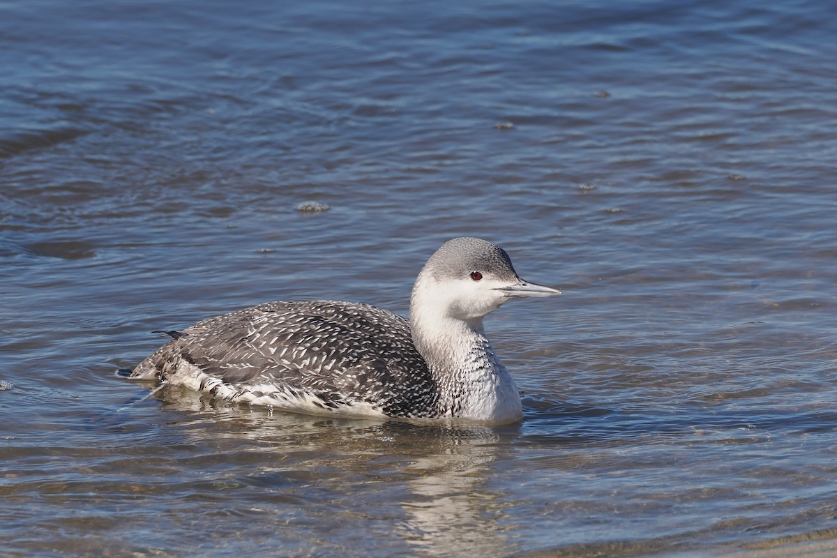 Red-throated Loon - ML615408064