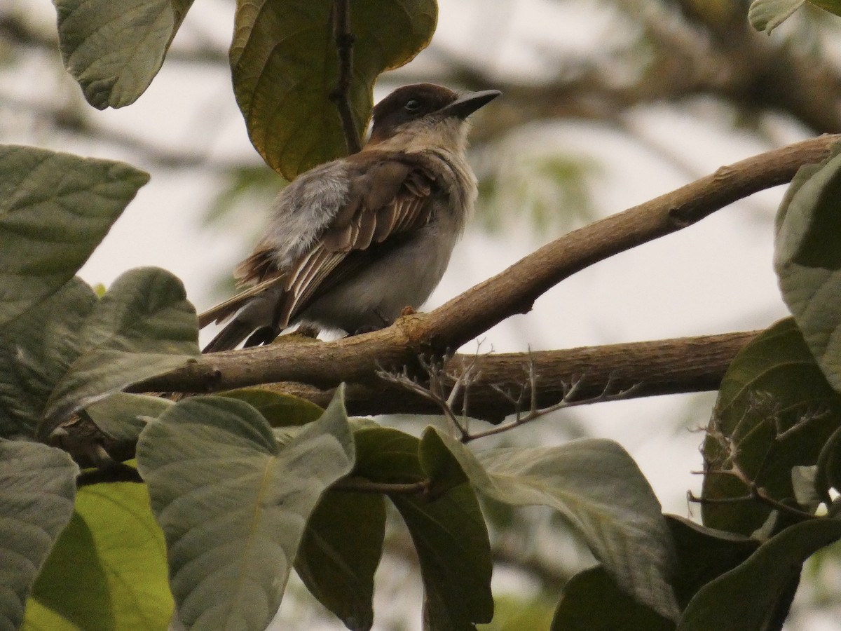 Loggerhead Kingbird (Puerto Rico) - ML615408112
