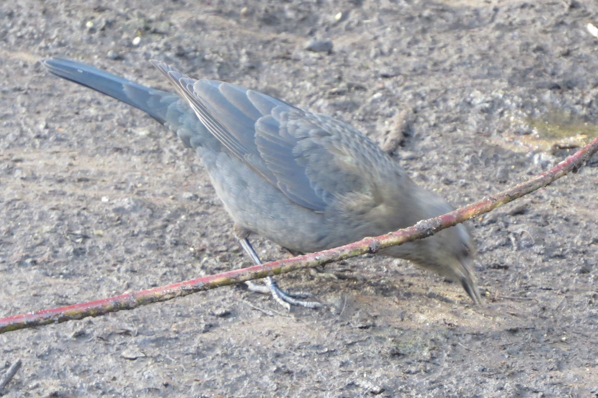 purpurhodetrupial - ML615408141