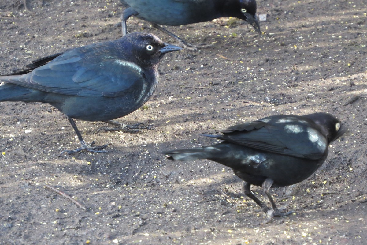 purpurhodetrupial - ML615408142