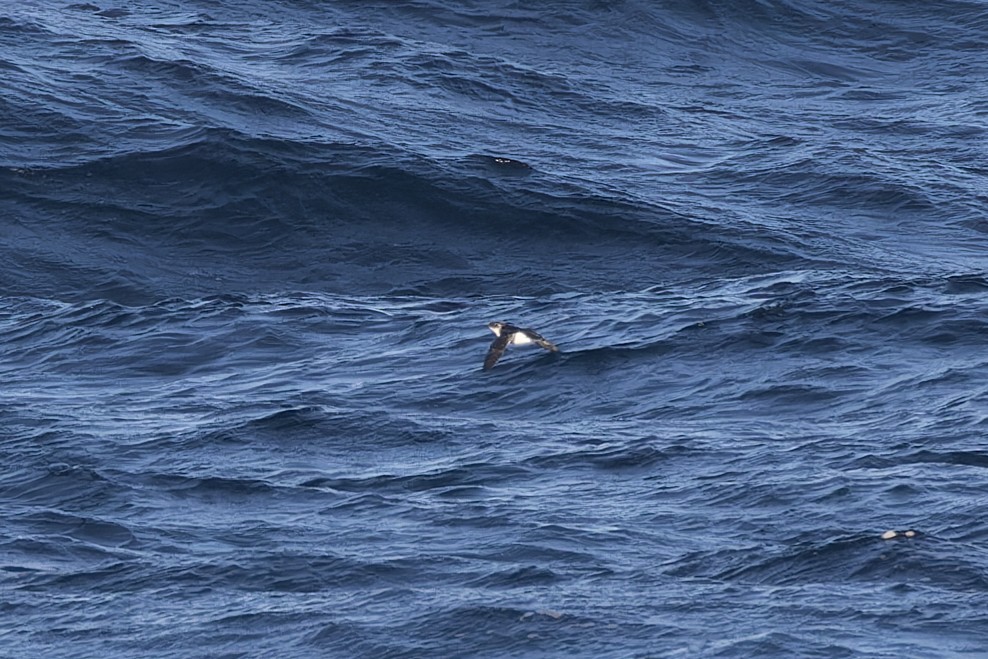 Magellanic Diving-Petrel - ML615408281