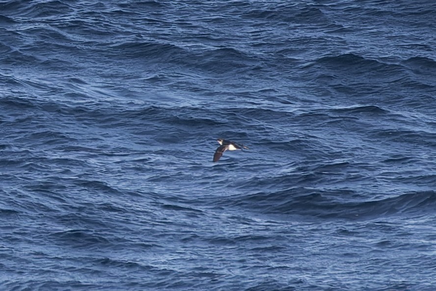 Magellanic Diving-Petrel - ML615408282