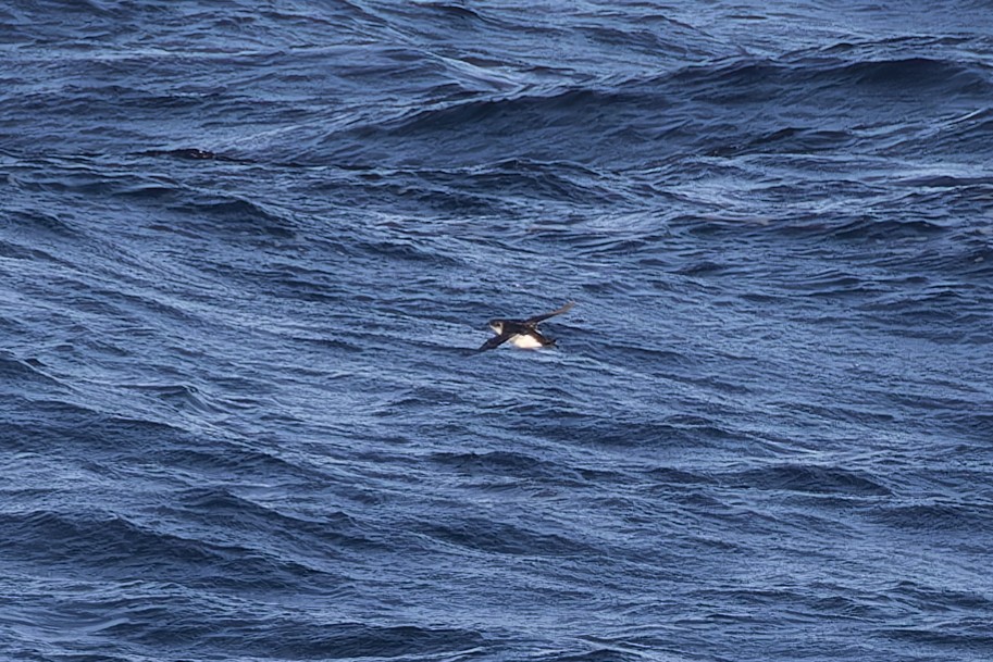 Magellanic Diving-Petrel - Alex Rinkert