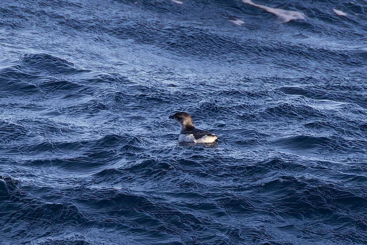 Common Diving-Petrel - ML615408285