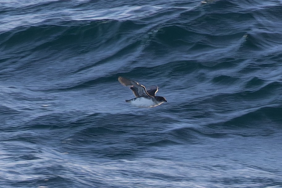 Common Diving-Petrel - Alex Rinkert