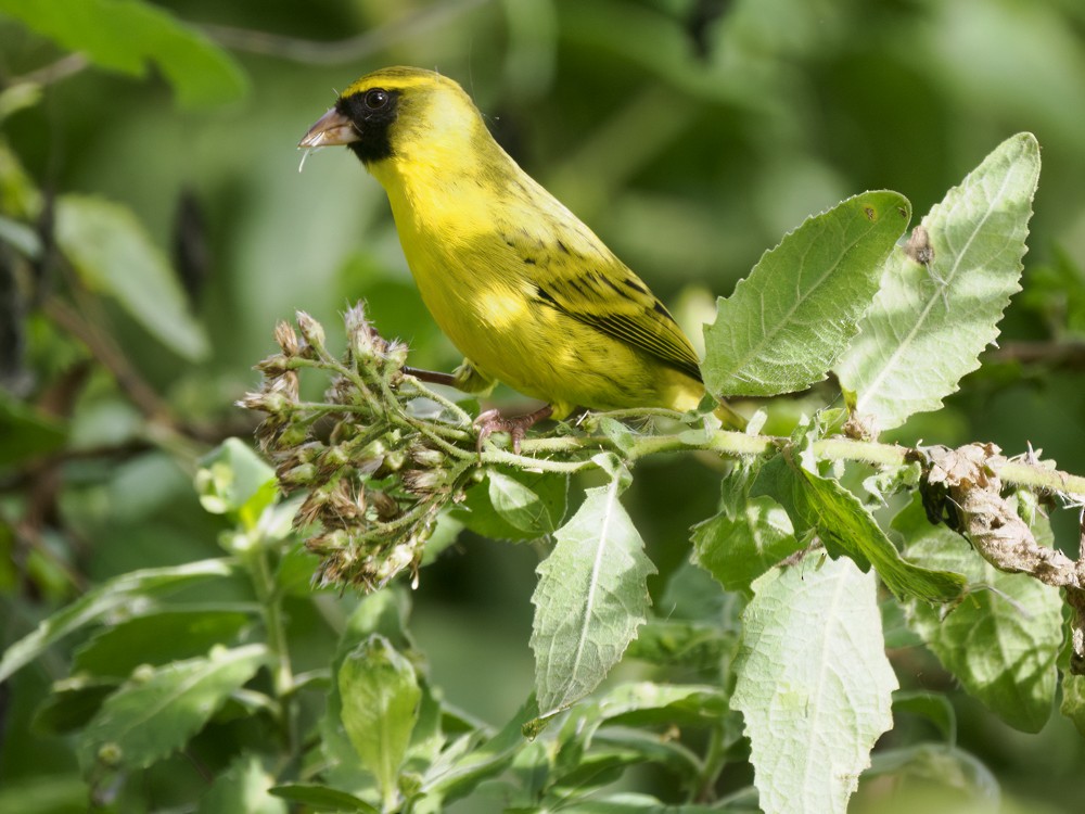 Serin d'Abyssinie - ML615408320