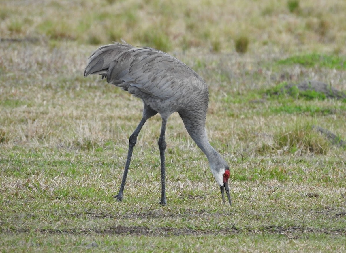 Sandhill Crane - ML615408344