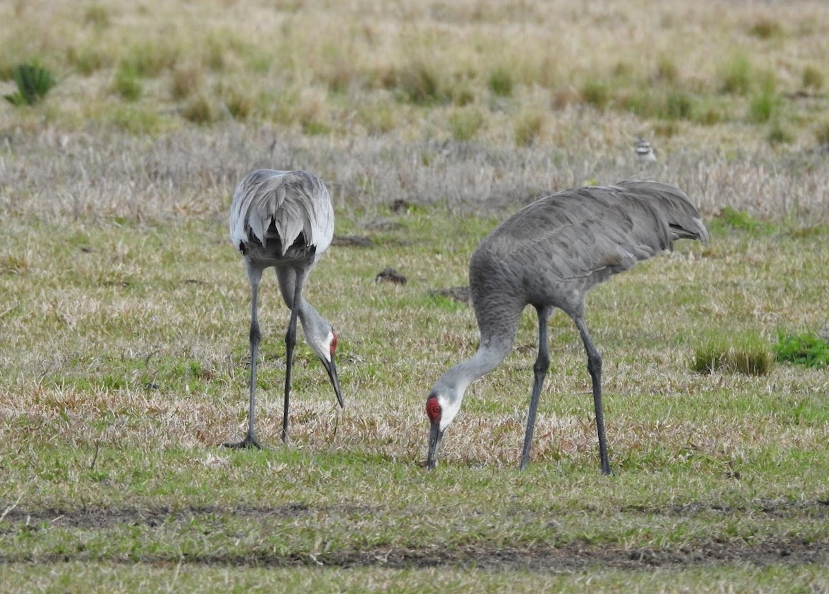 Sandhill Crane - ML615408355