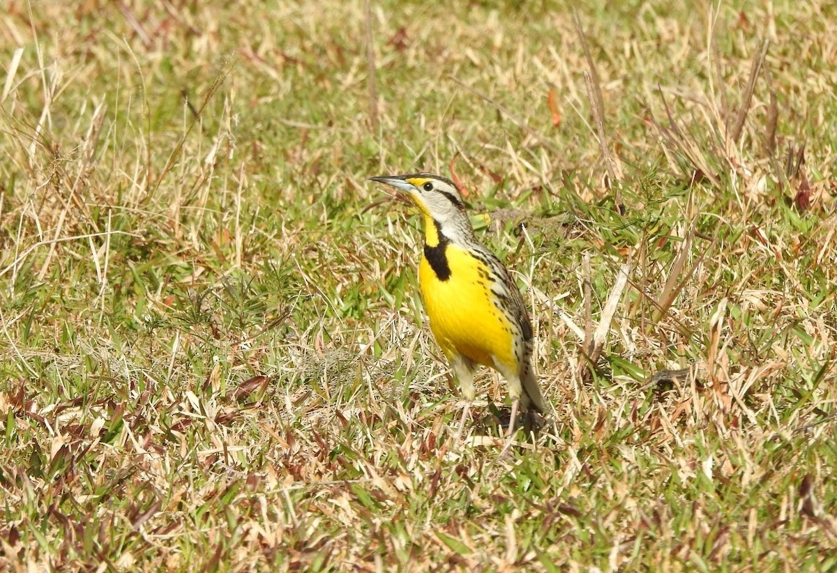 Eastern Meadowlark - ML615408360