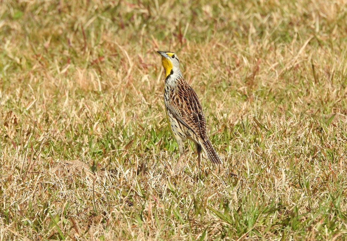 Eastern Meadowlark - ML615408371