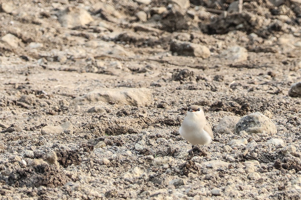 Small Pratincole - Krit Adirek