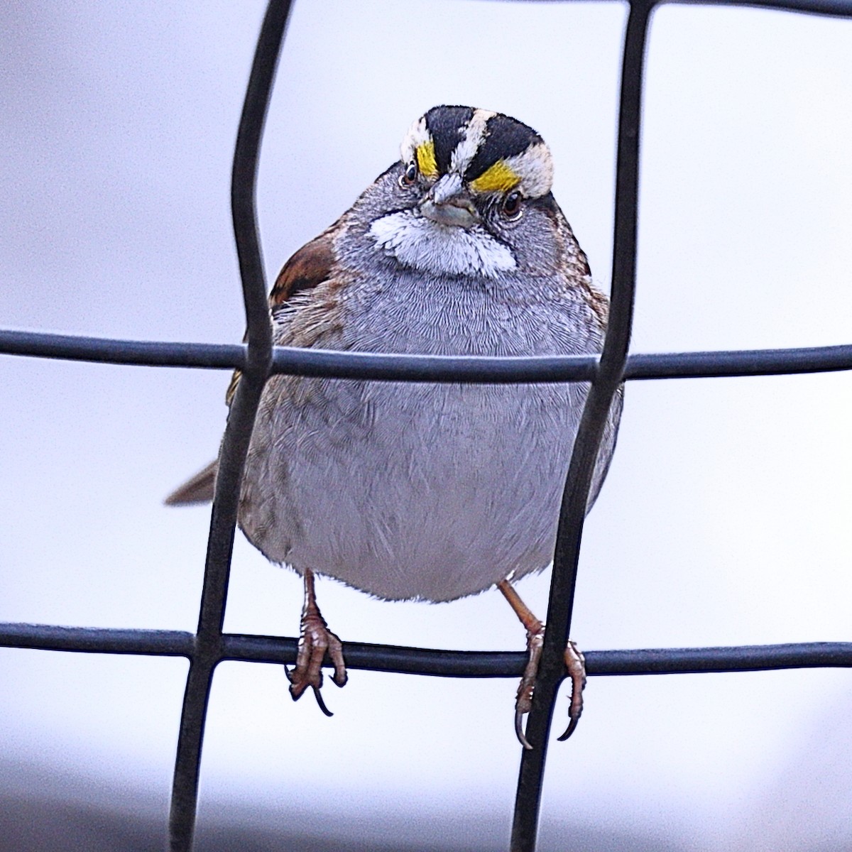 White-throated Sparrow - ML615408436