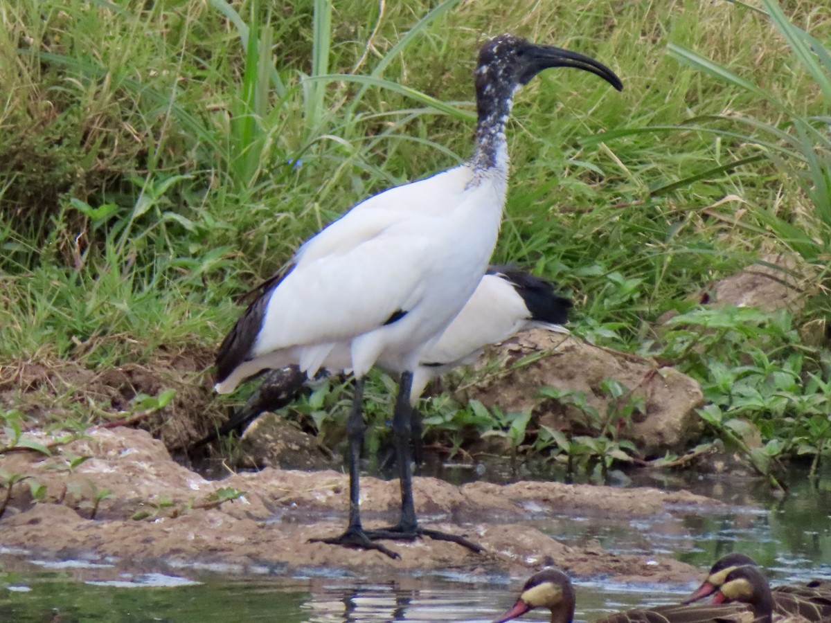 African Sacred Ibis - ML615408467