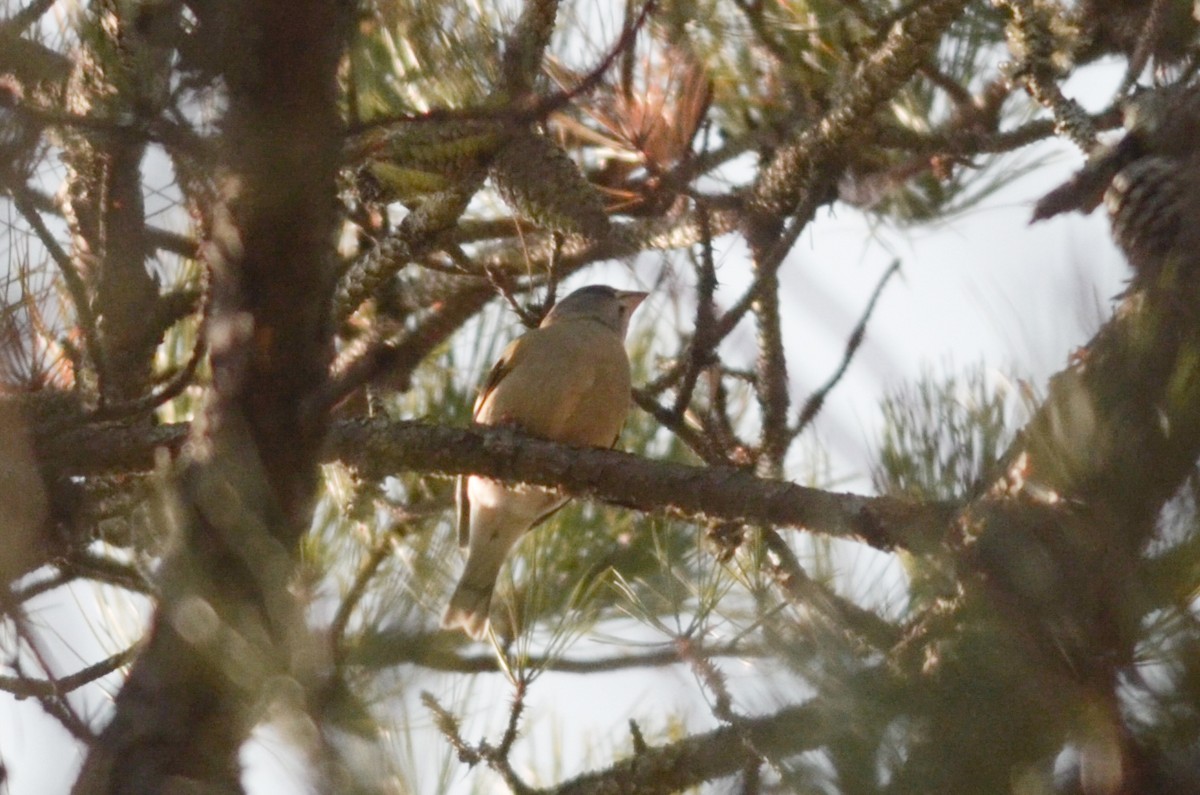 Evening Grosbeak (type 3) - ML615408491