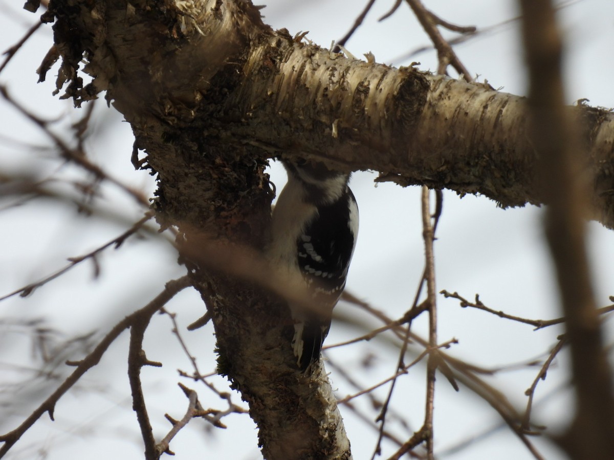 Downy Woodpecker - ML615408499