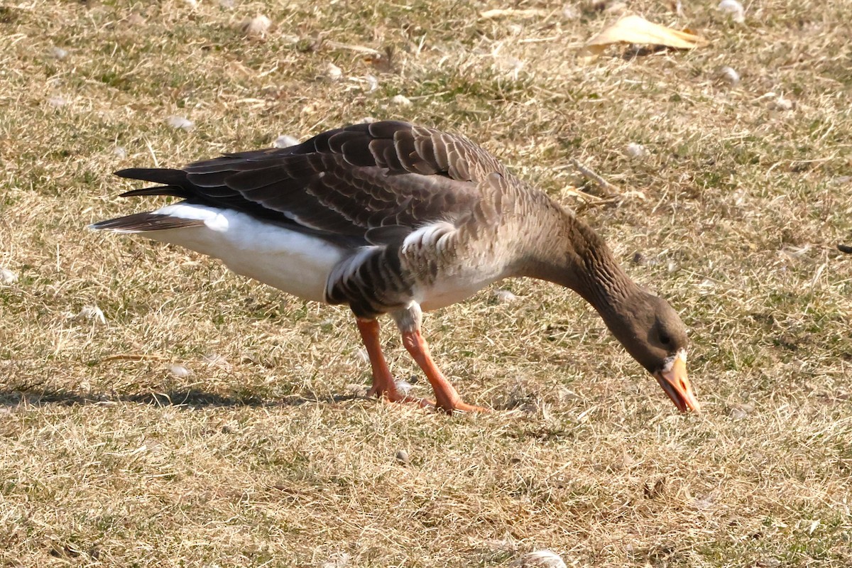 Greater White-fronted Goose - ML615408514