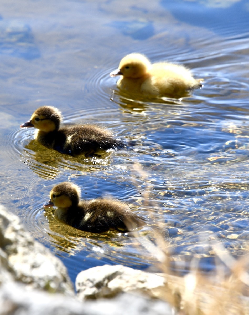 Muscovy Duck (Domestic type) - ML615408572