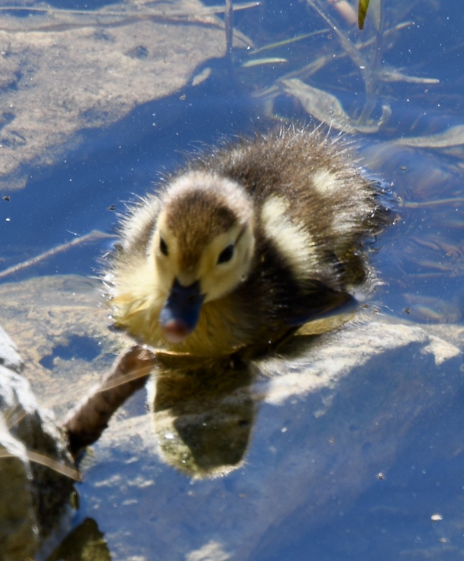 Muscovy Duck (Domestic type) - ML615408573