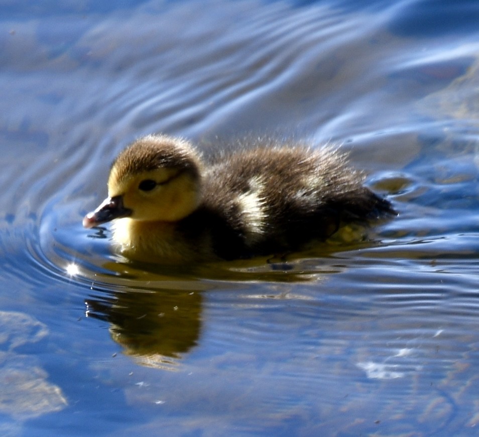 Muscovy Duck (Domestic type) - ML615408574