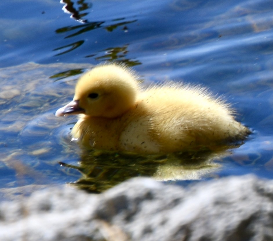 Muscovy Duck (Domestic type) - ML615408575