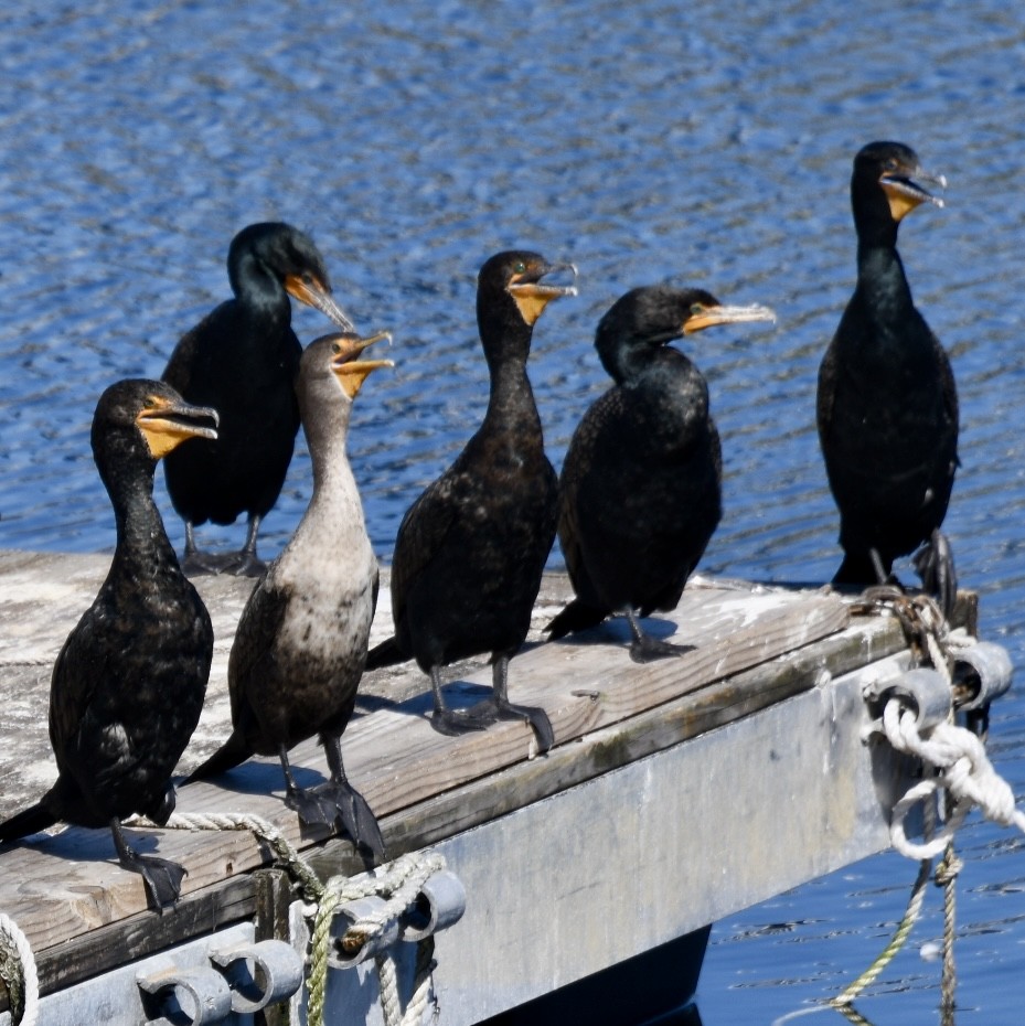 Cormoran à aigrettes - ML615408593