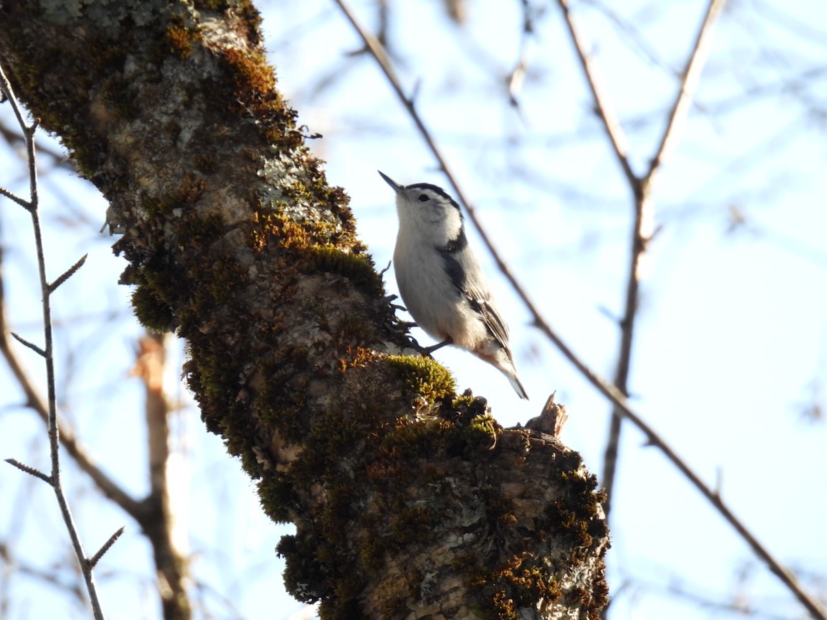 Sittelle à poitrine blanche - ML615408627