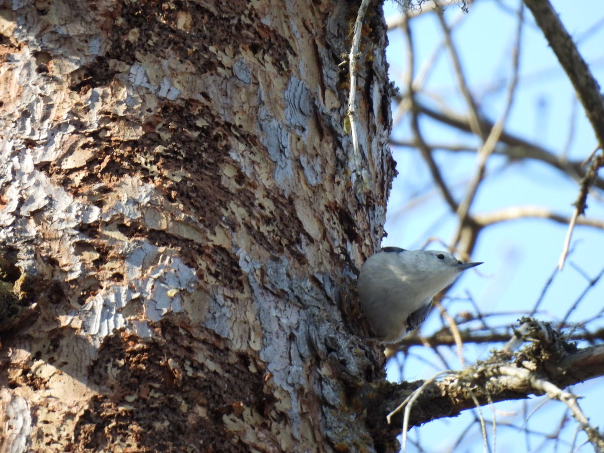 White-breasted Nuthatch - Joe McGill