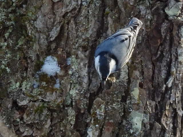 White-breasted Nuthatch - Joe McGill