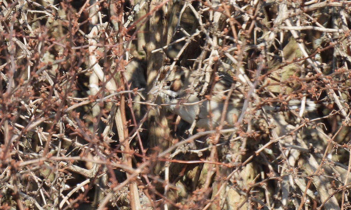 Bruant à joues marron - ML615408663