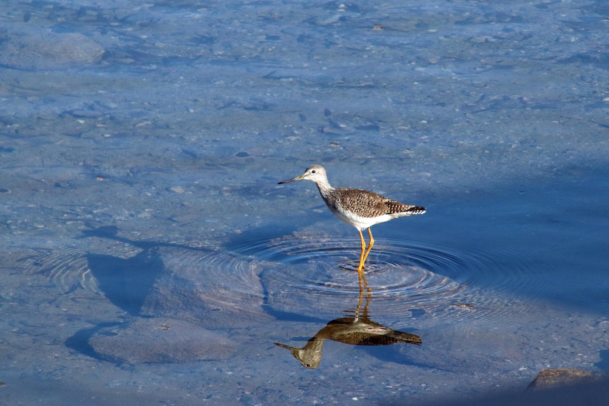 Greater Yellowlegs - ML615408673