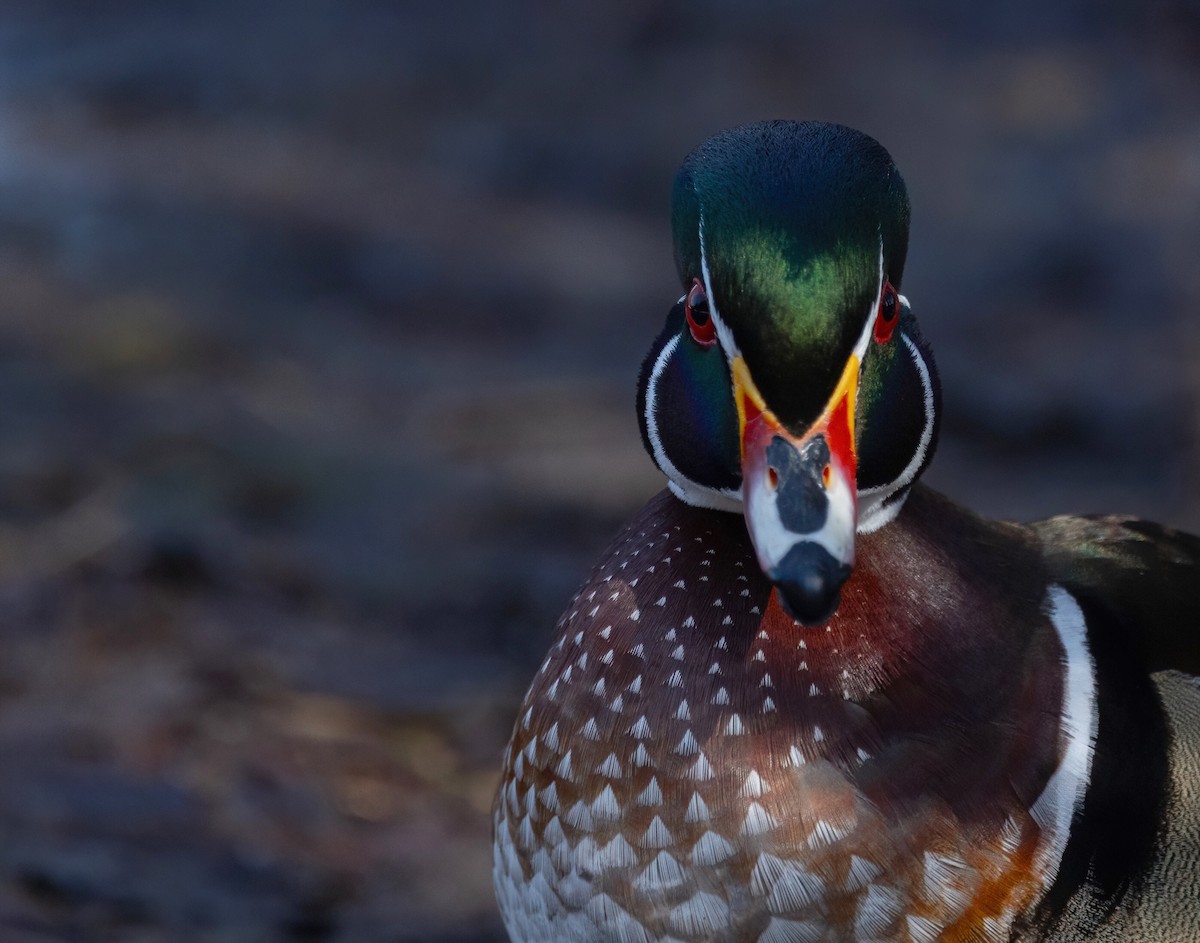 Wood Duck - ML615408850