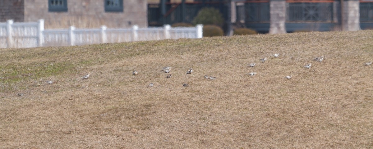 Snow Bunting - Russ Smiley