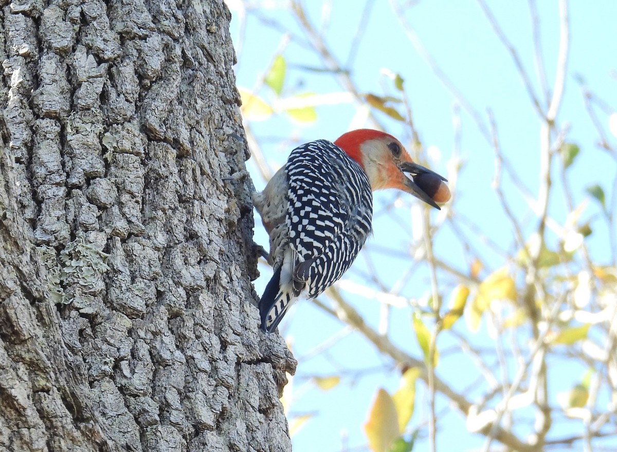 Red-bellied Woodpecker - ML615408867