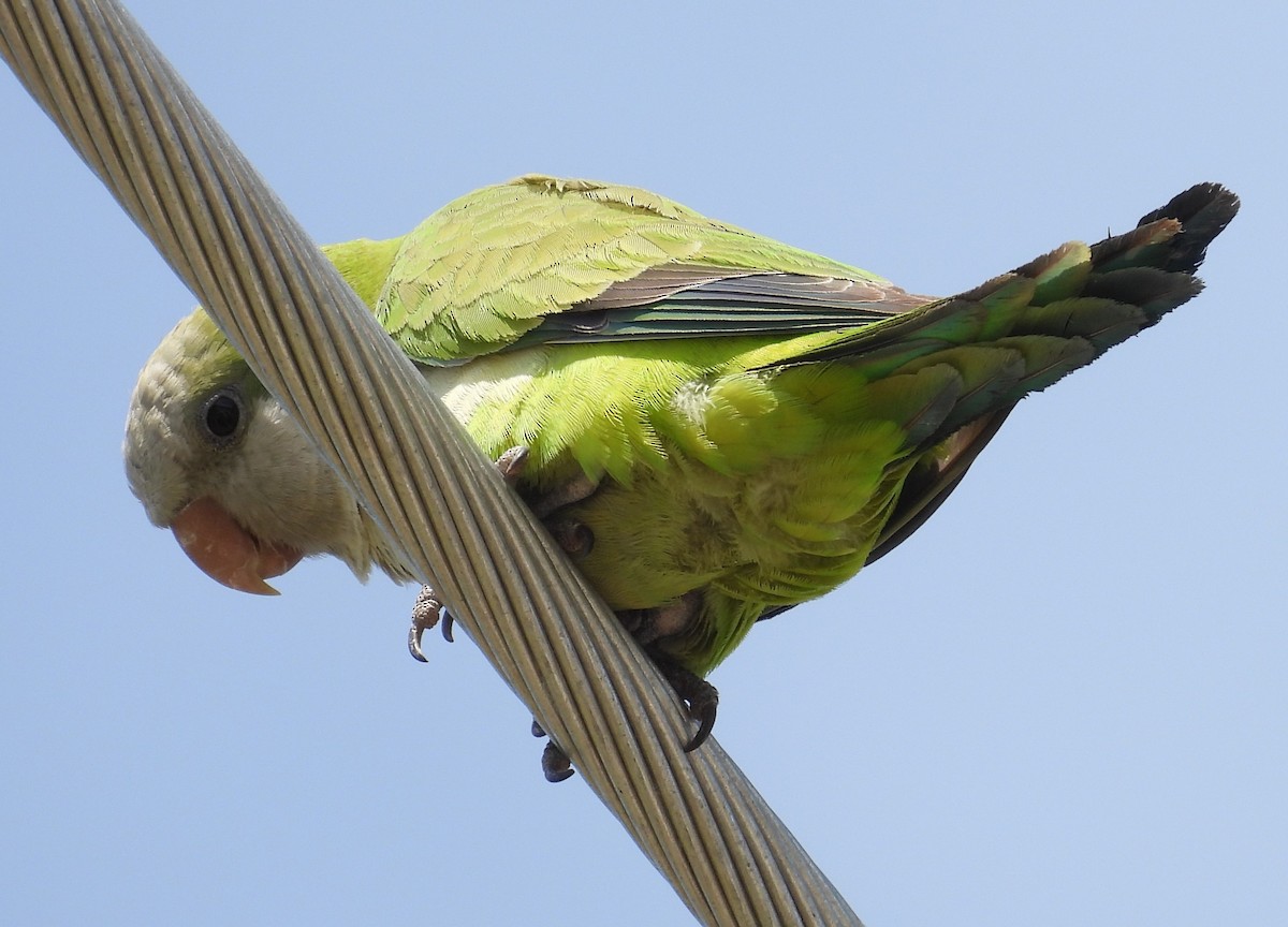 Monk Parakeet - ML615408925