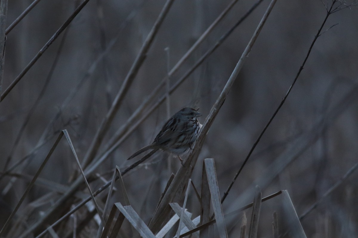 Song Sparrow - ML615408942