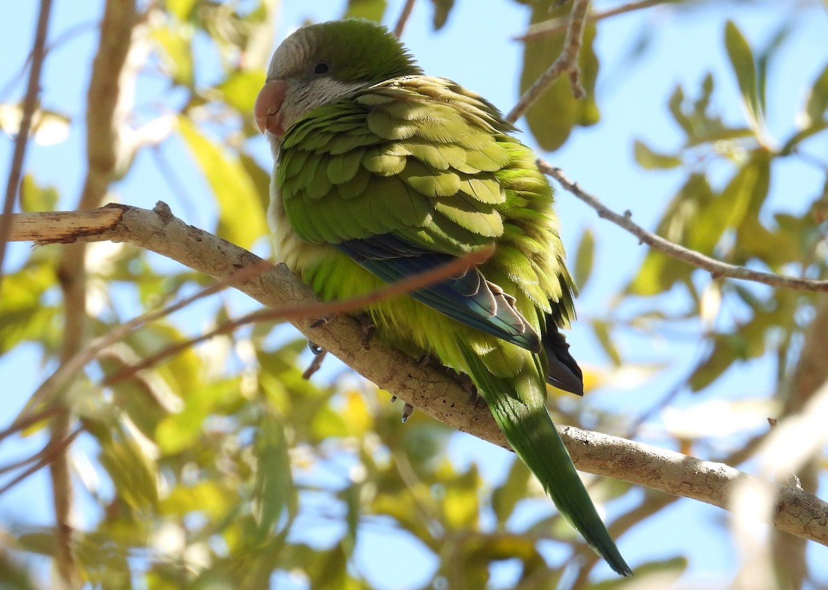 Monk Parakeet - ML615408955