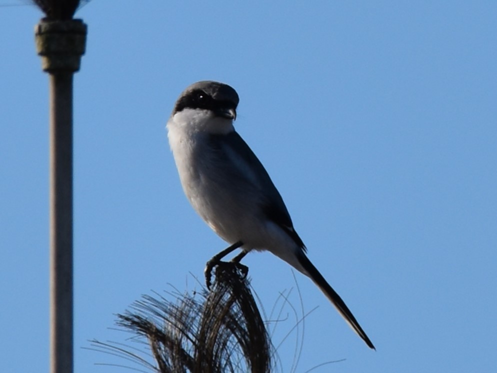 Loggerhead Shrike - ML615408972