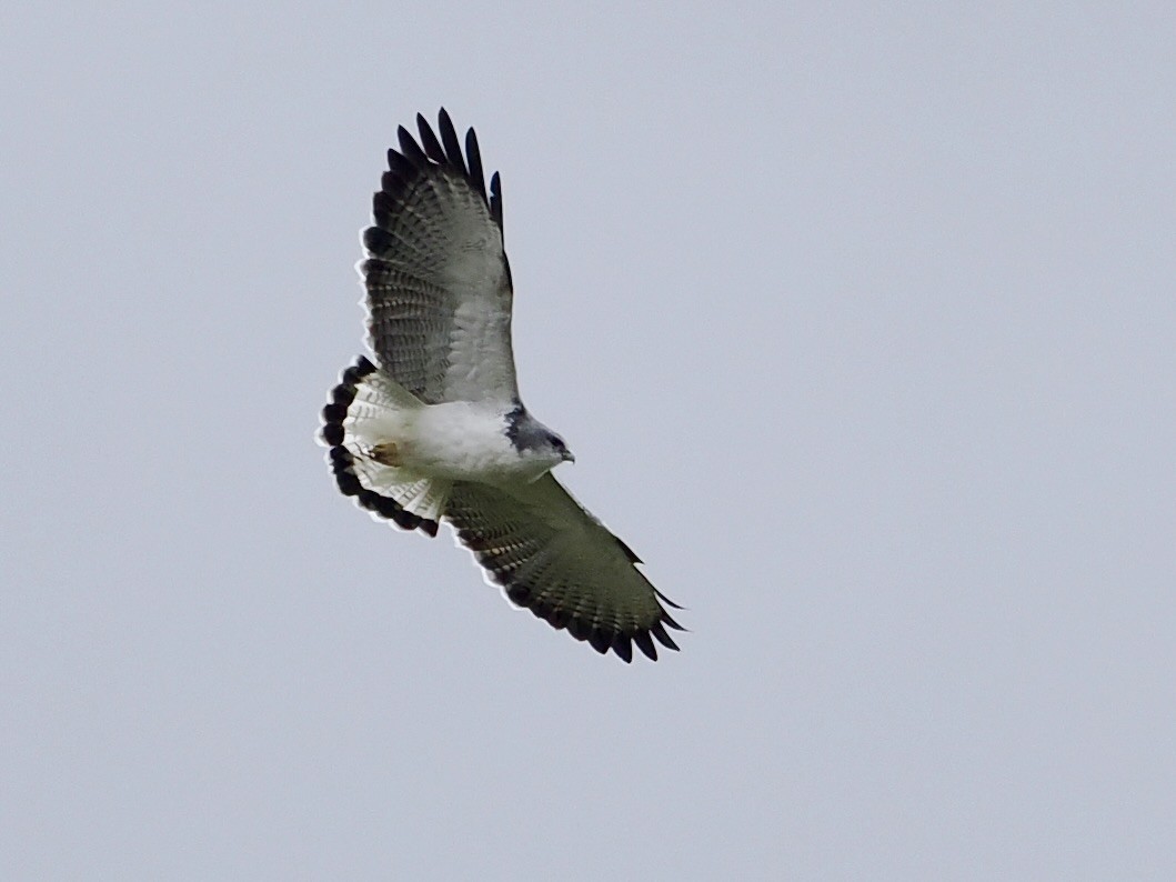 Variable Hawk (Puna) - ML615409064