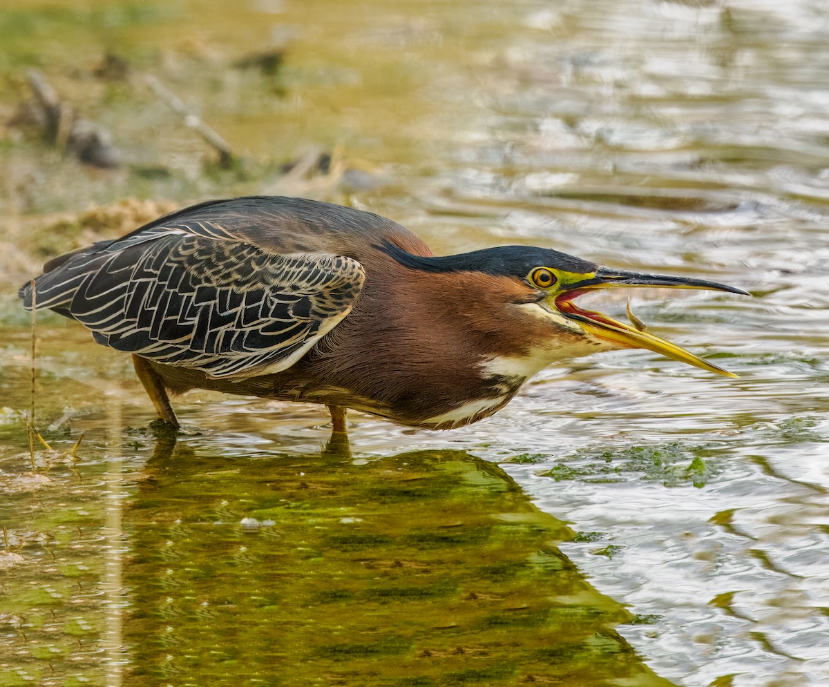 Green Heron - Steven Meisel