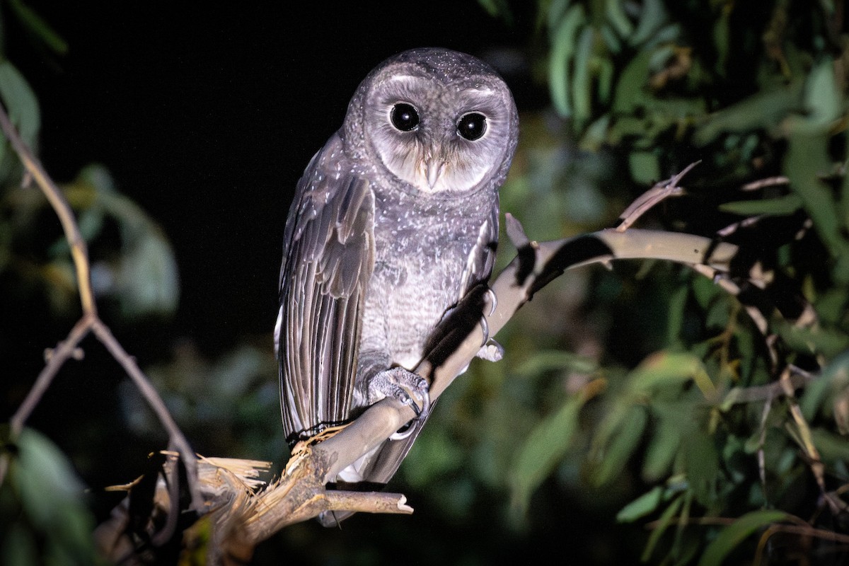 Sooty Owl (Greater) - Trevor Evans