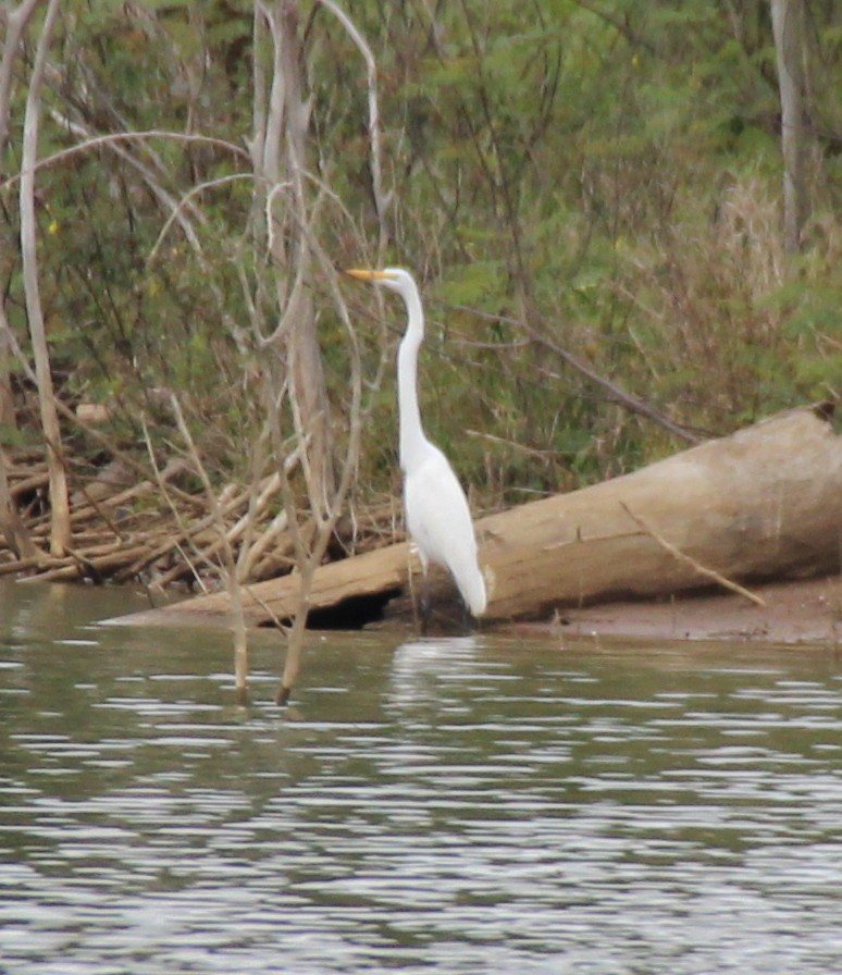 Great Egret - ML615409114
