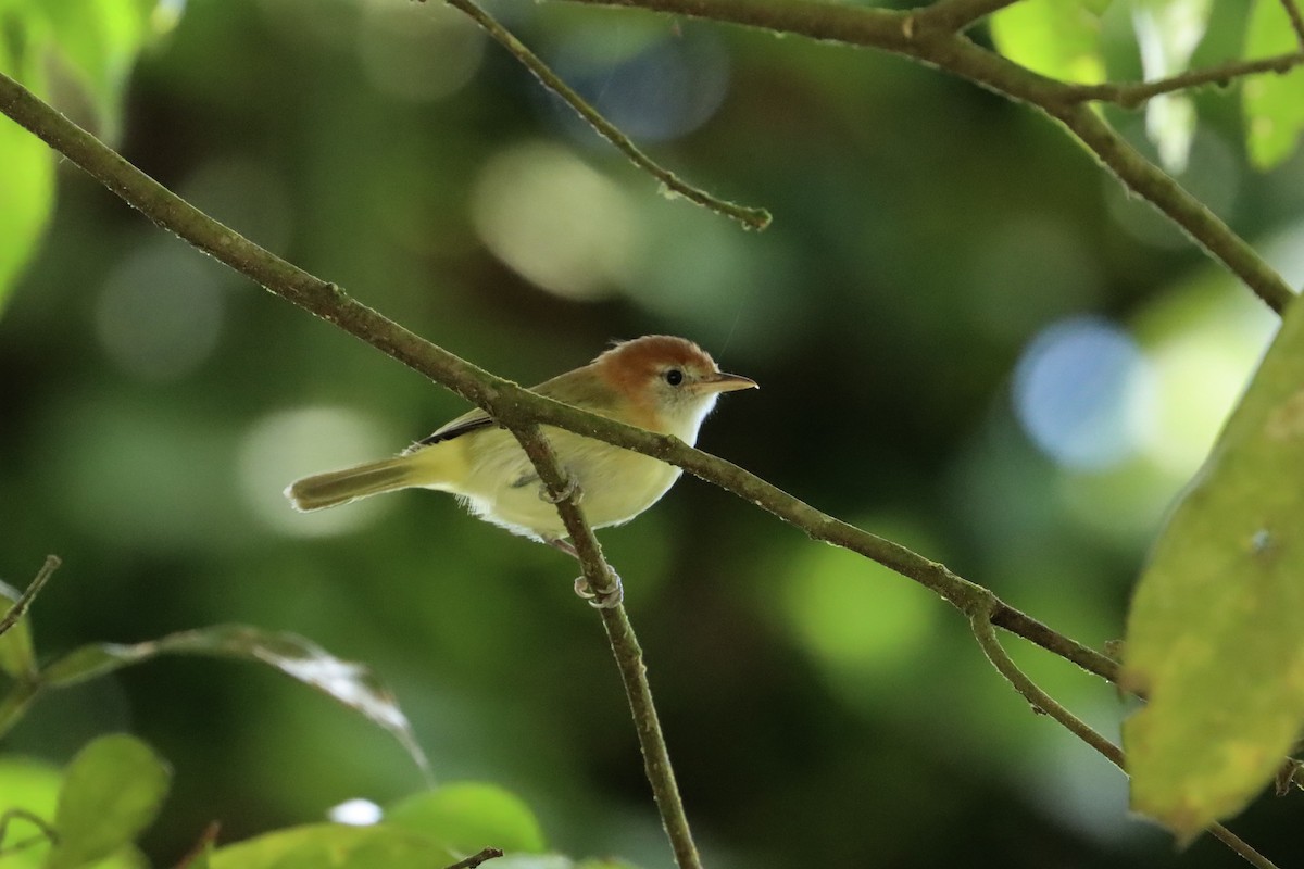 Rufous-naped Greenlet - ML615409140