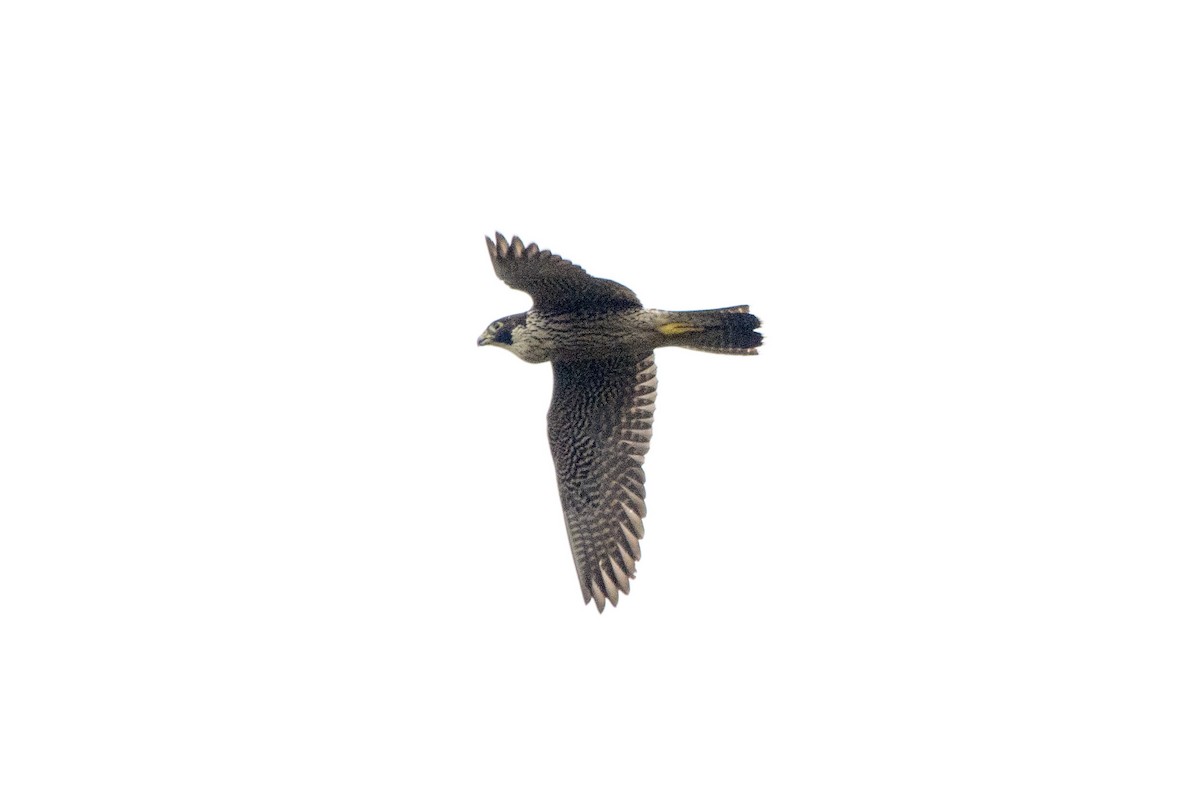 Peregrine Falcon - ML615409148